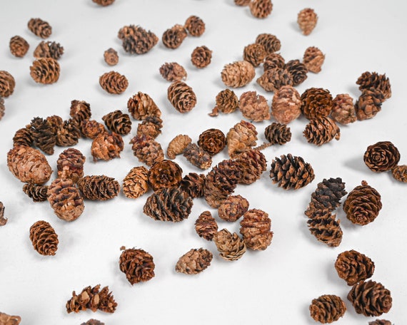 Black Spruce Cones Small Pine Cones Pine Cones Tiny Pine Cones Natural  Decor Bowl Filler -  Singapore