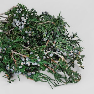 Preserved Juniper Mini Tips - Juniper Boughs | Green