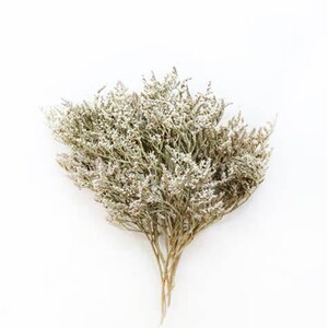 Bulk German Statice | White