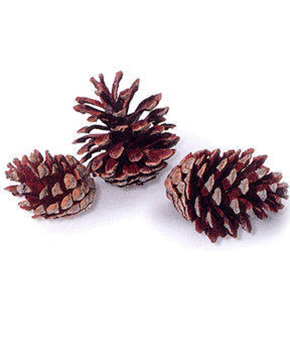 Jack Pine Cones Pine Pine Cones Small Pine Cones Winter Decor Natural  Decorations 