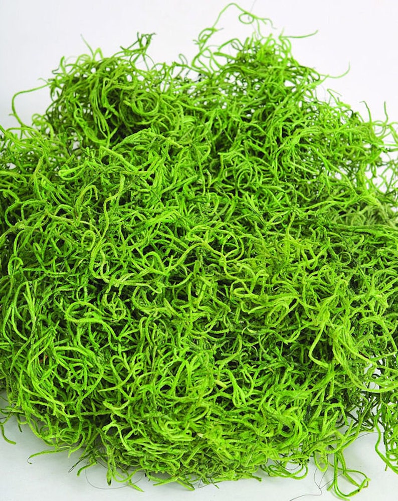 Dried Spanish Moss Dried Moss Natural Moss Decorative Etsy