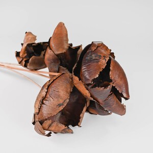 Dried Palm Blut Bunch  - Palm Caps