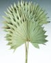 Dried Sun Palm Leaf Fans | Natural Leaf Fans | Dried Plants | Dried Decor 