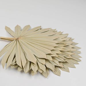 Sun Palm | Color Options Available