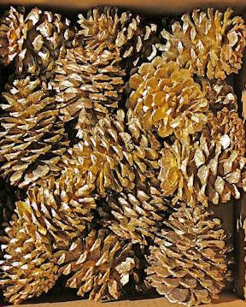 Gold Painted Pine Cones Gold Craft Pine Cones Ponderosa Etsy