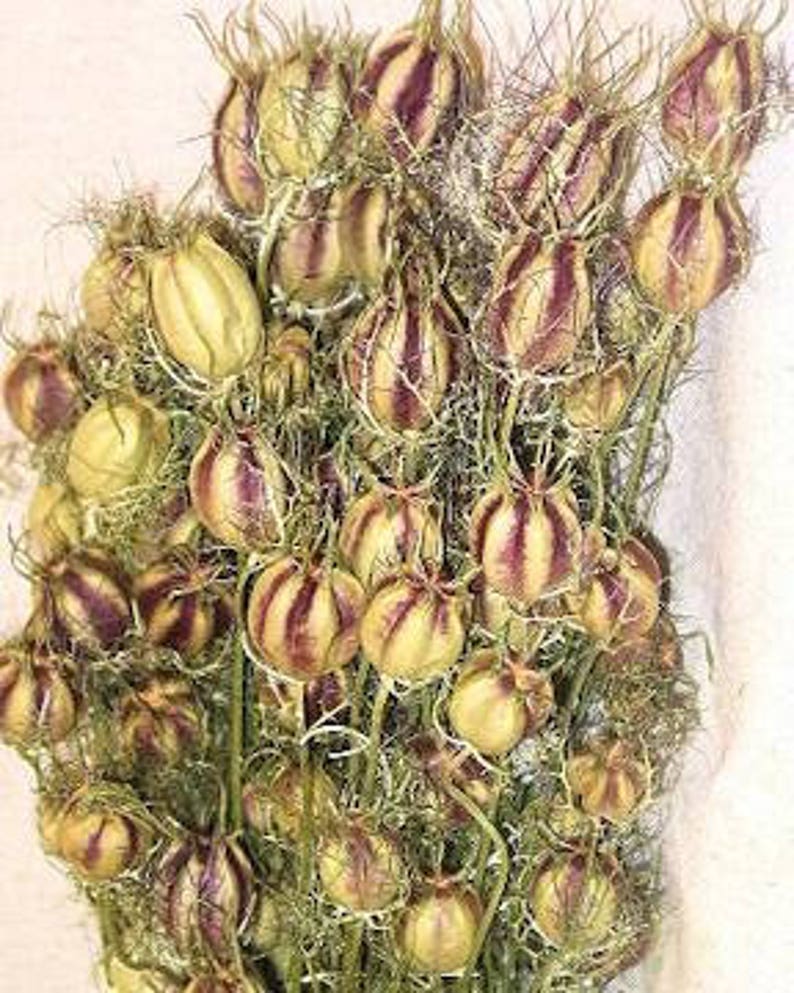 Dried Nigella Flowers Dried Love in a Mist Flowers Dried Etsy