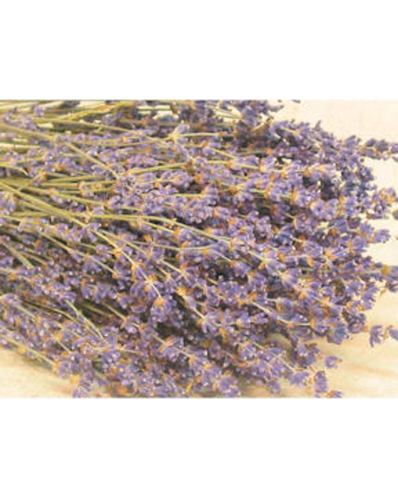 Dried English Lavender Lavender Bouquet Lavender Bunches Etsy