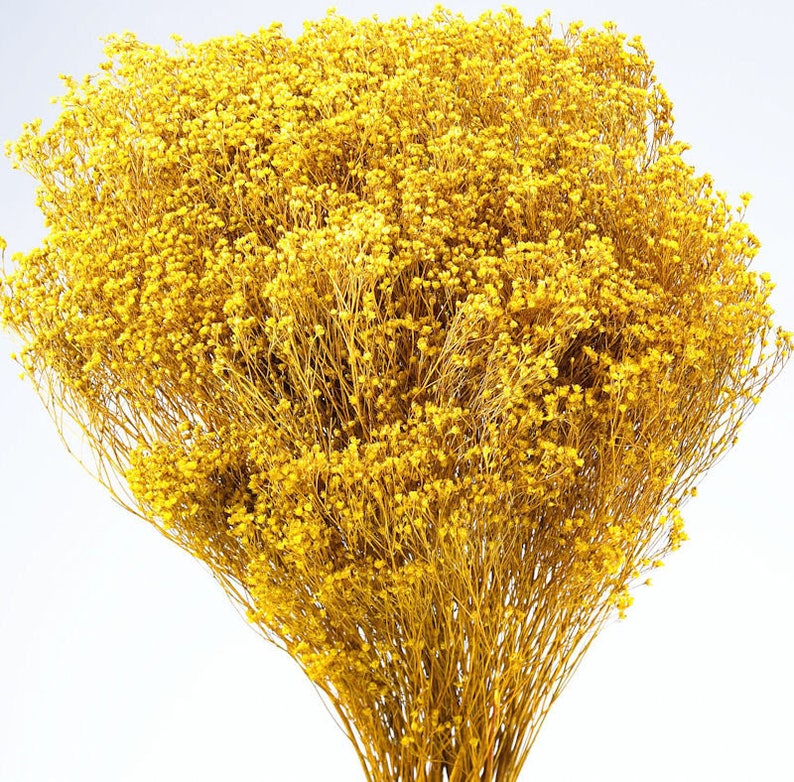 Colored Broom Bloom Bloom Broom Warm Tone Flowers Dried Etsy