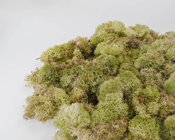 Preserved Reindeer Moss Dried Moss Dyed Moss Dried Decor Decorative Moss 