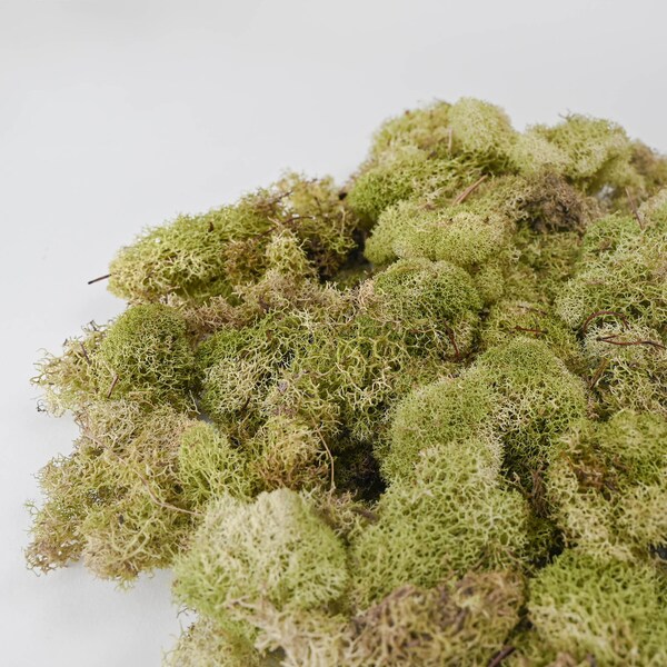 Decorative Moss Etsy