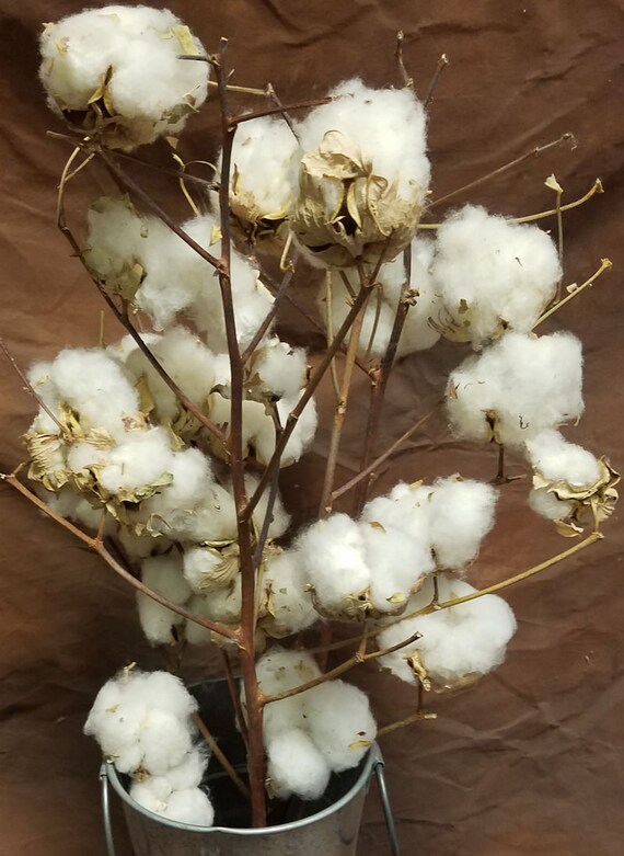 Dried Cotton Stalks Cotton Stalks Dried Decor Natural Etsy