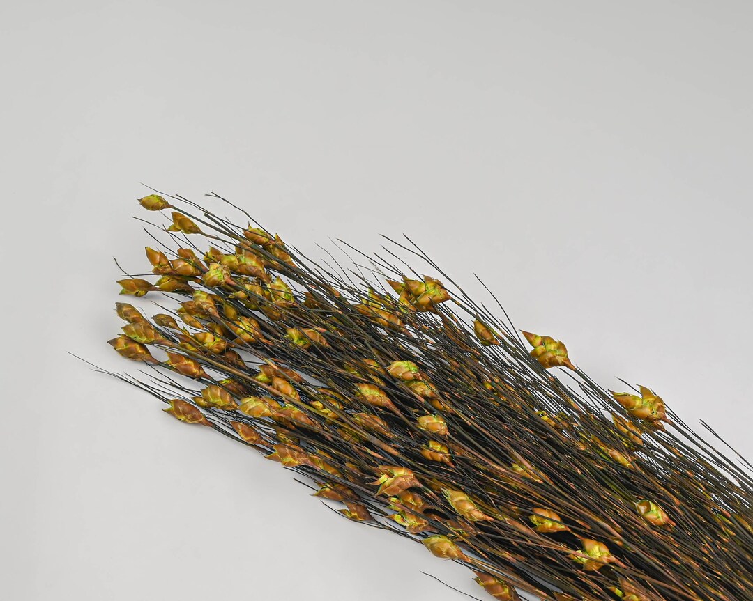Bell Reed Grass or Nut Grass | 20 Bunches | Color Options Available - Etsy