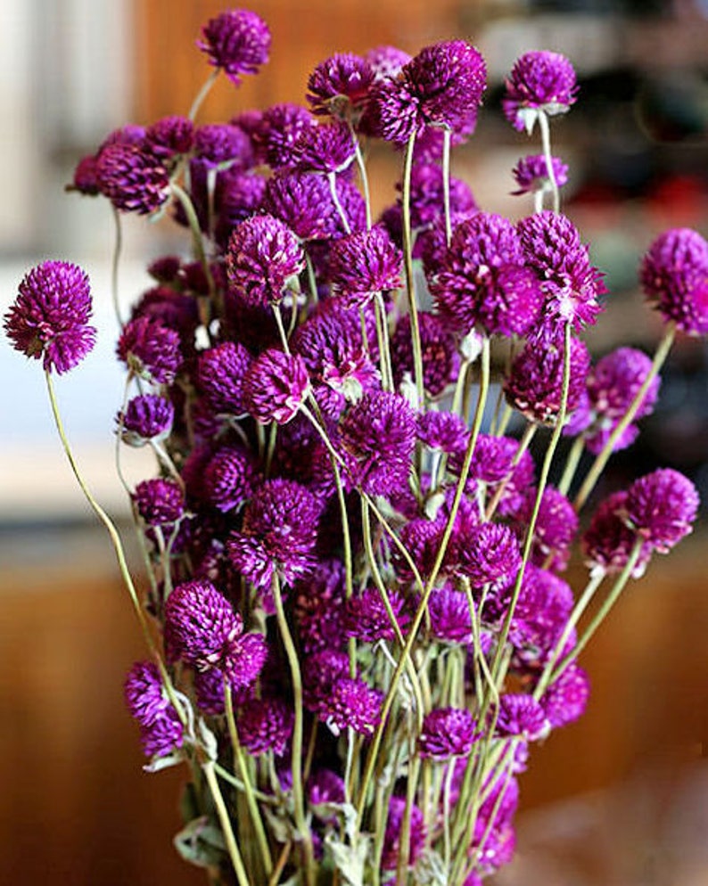 Globe Amaranth Dried Amaranth Globe Flowers Flowers Plants