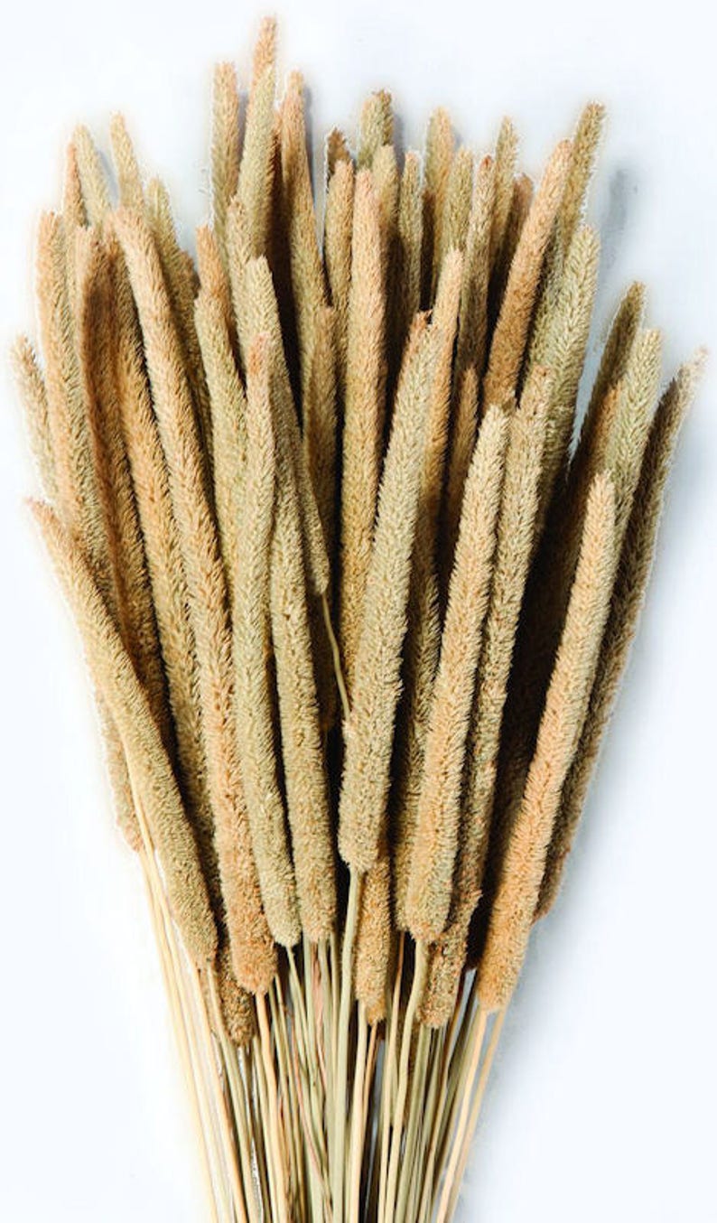 Dried Rattail Millet Dried Millet Dried Plants Natural Etsy