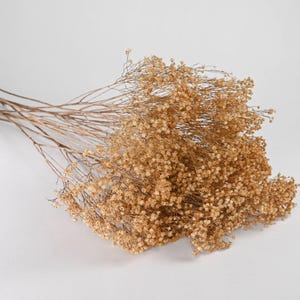 Dried Broom Blooms | 15 Bunches | Natural