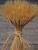 Large Dried Wheat | 1LB Bunch Wheat | Blonde Wheat | Wedding Centerpieces | Rustic Wedding 