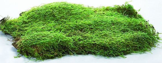 6 Pieces Green Dried Moss Decorative Green Moss Preserved Floral Moss for Plant Garden Lawn Flower Crafts Wedding Party Decoration 3 Colors
