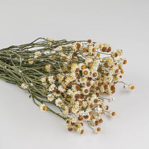 Dried Ammobium Flower Bunch or Winged Everlasting | 20 Bunches