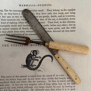 May include: A black and white illustration of a monkey with a long tail, sitting on a branch. The text "THE STRIATED MONKEY" is printed below the image. Two antique kitchen utensils, a fork and a knife, are placed on top of the page.