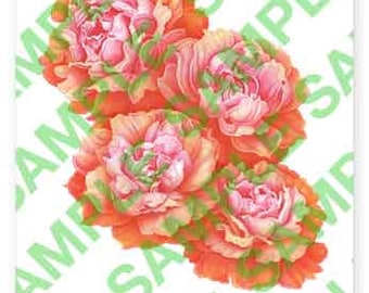 Peony Roses A4 digital PDF download