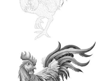 Rooster colouring template - Outlines with greyscale version