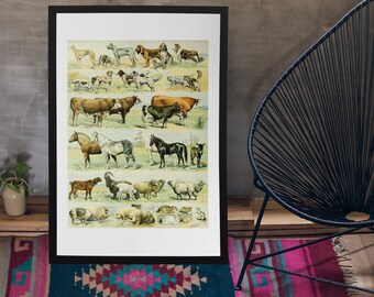 Adolphe Millot Print Vintage Décor Adolphe Millot Poster Animal Art Illustrations Larousse Print of Animals Illustration by Adolphe Millot