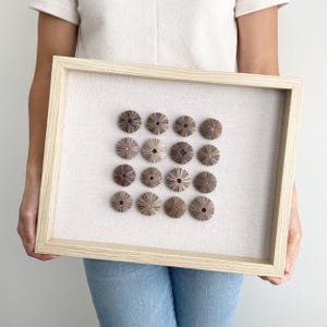 Sea Urchin Shell Shadow Box Art with Glass Enclosure