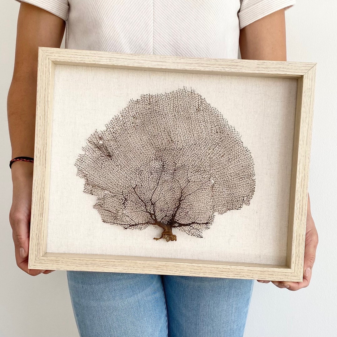 Sea Fan Shadow Box Art With Glass Enclosure Etsy