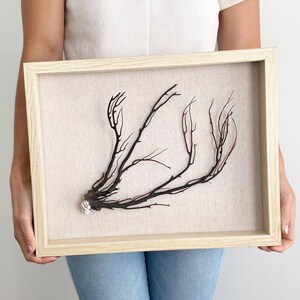 Sea Whip Shadow Box Art with Glass Enclosure