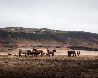 Icelandic Horses