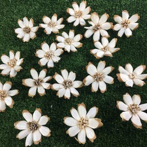 May include: A collection of 15 white paper flowers with brown edges. The flowers are arranged on a green surface.