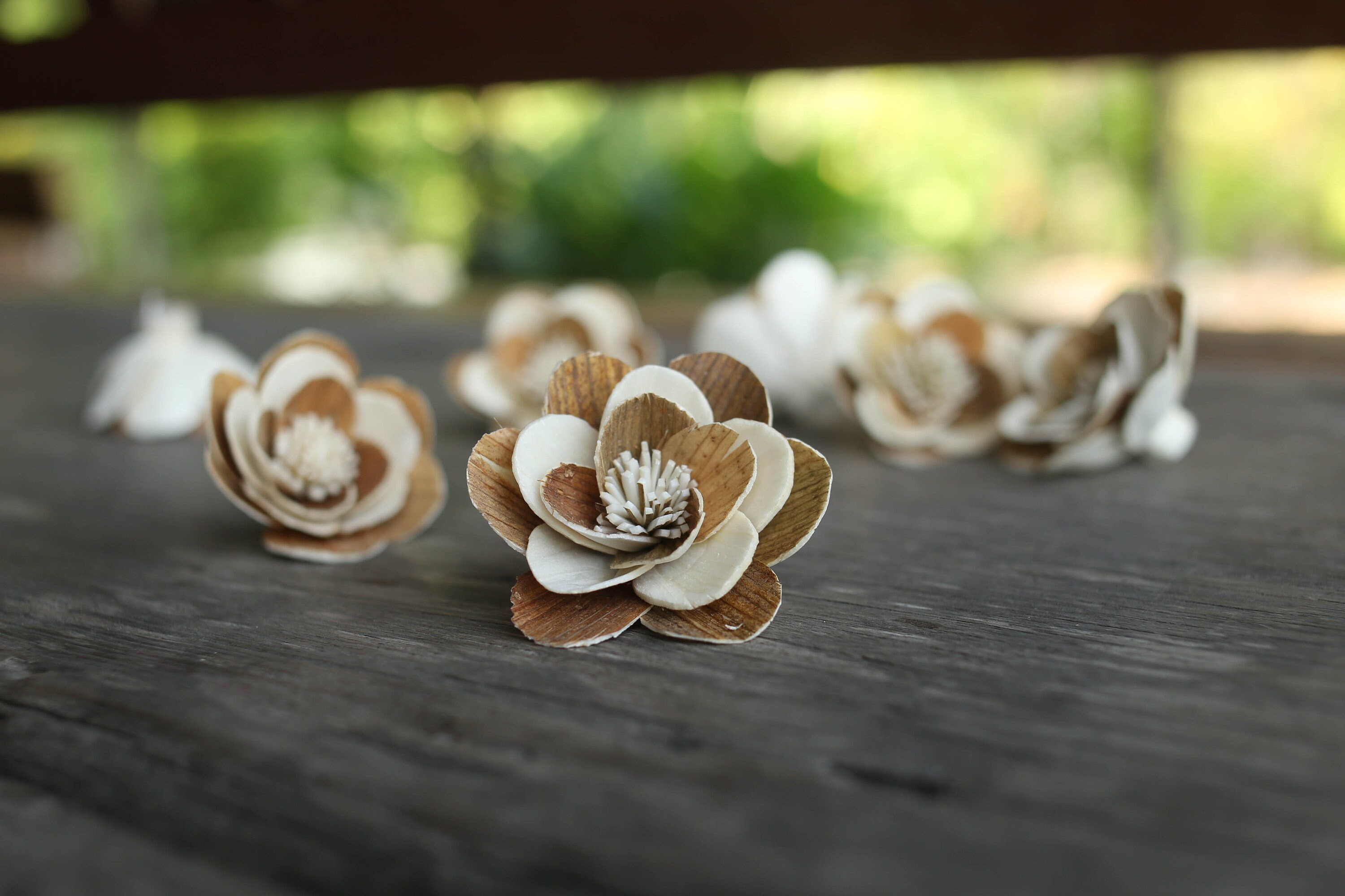 50 Mexican Aster Brown 5 Cm Dia Sola Wood Flowers Etsy