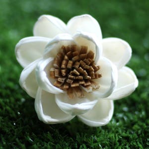 Puede incluir: Una flor blanca de madera de sola con un centro marrón. La flor tiene múltiples pétalos y está dispuesta en forma circular.