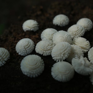 May include: A collection of white, intricately detailed, flower-shaped shells arranged on a dark brown surface.