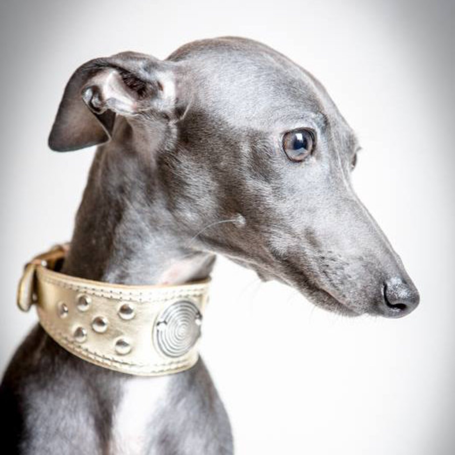 Leather dog collar for Italian greyhound Whippet Galgo Etsy