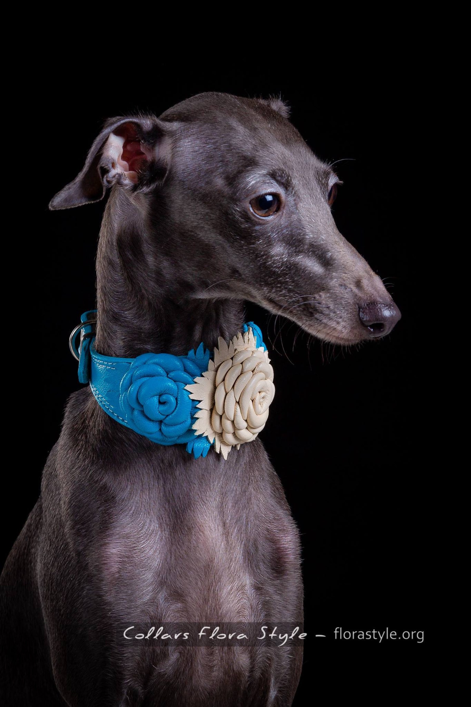 Leather greyhound collar Leather Dog Collar for Italy Etsy