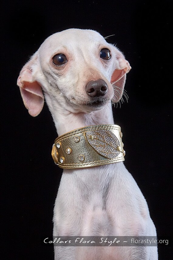 italian greyhound leather collar
