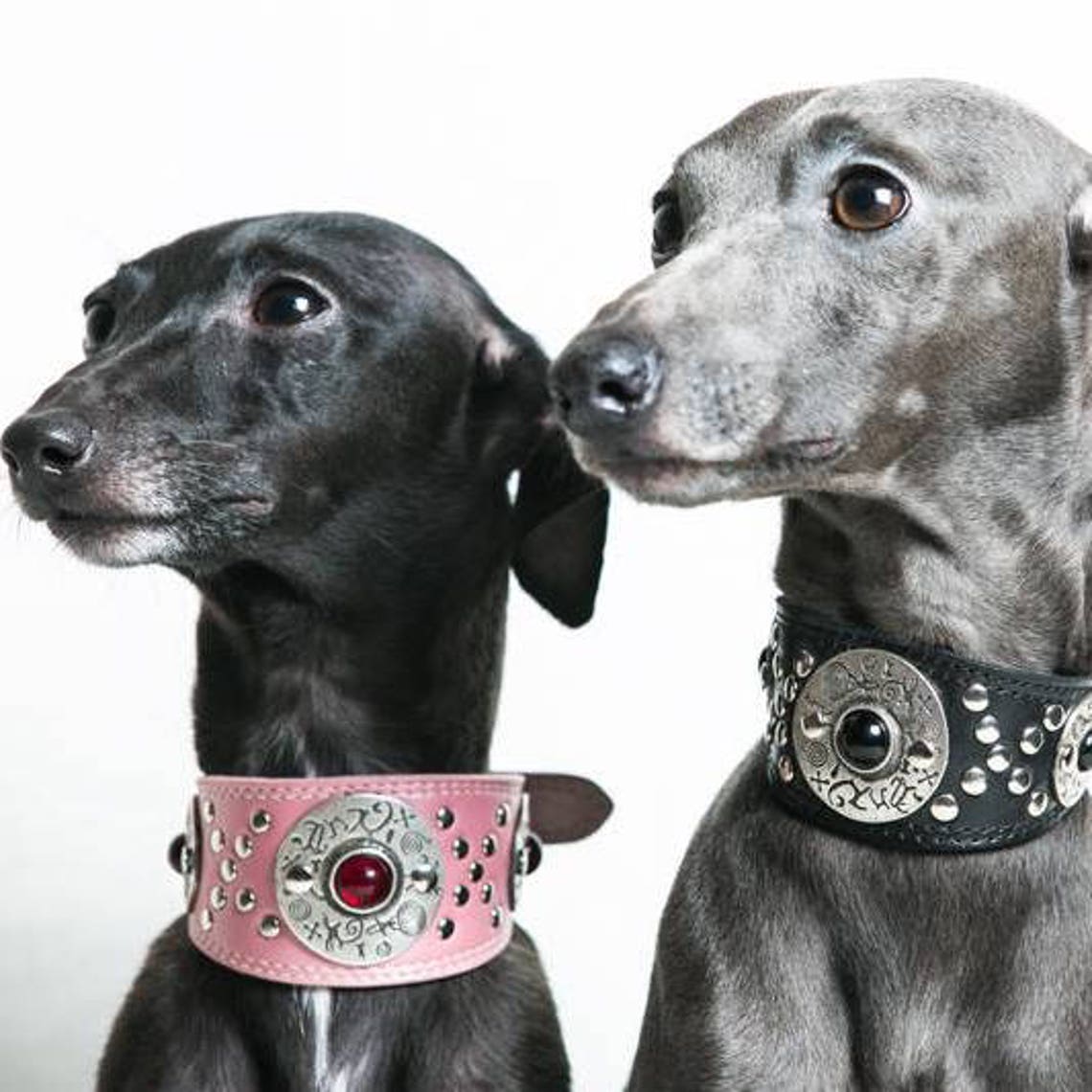 Designer dog collar for Italian Greyhound Sighthound Etsy