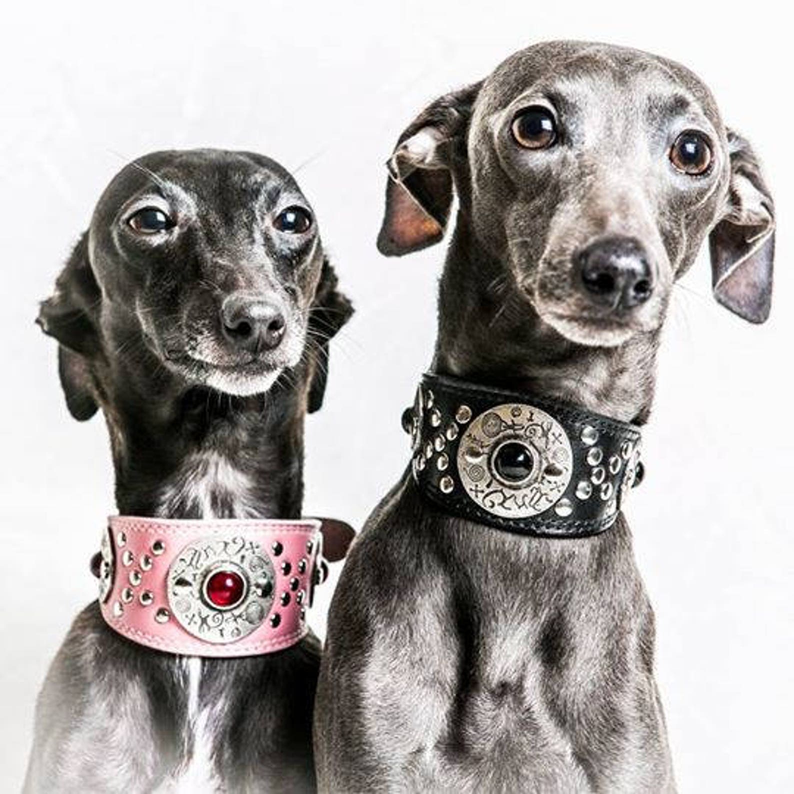 Designer dog collar for Italian Greyhound Sighthound Etsy