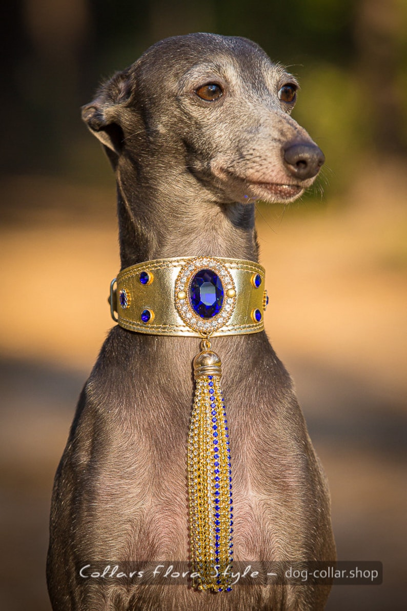 Luxury leather dog collar for Italian Greyhound Sighthound Etsy