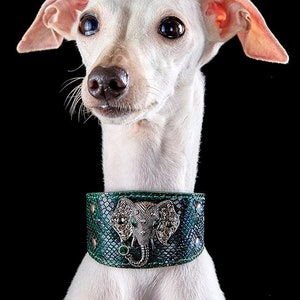 Leather Dog Collar for Italian Greyhound Piccolo levriero italiano, Sighthound, Xoloitzcuintli, Poodle, Greyhound, Saluki, Galgo, Whippet image 1