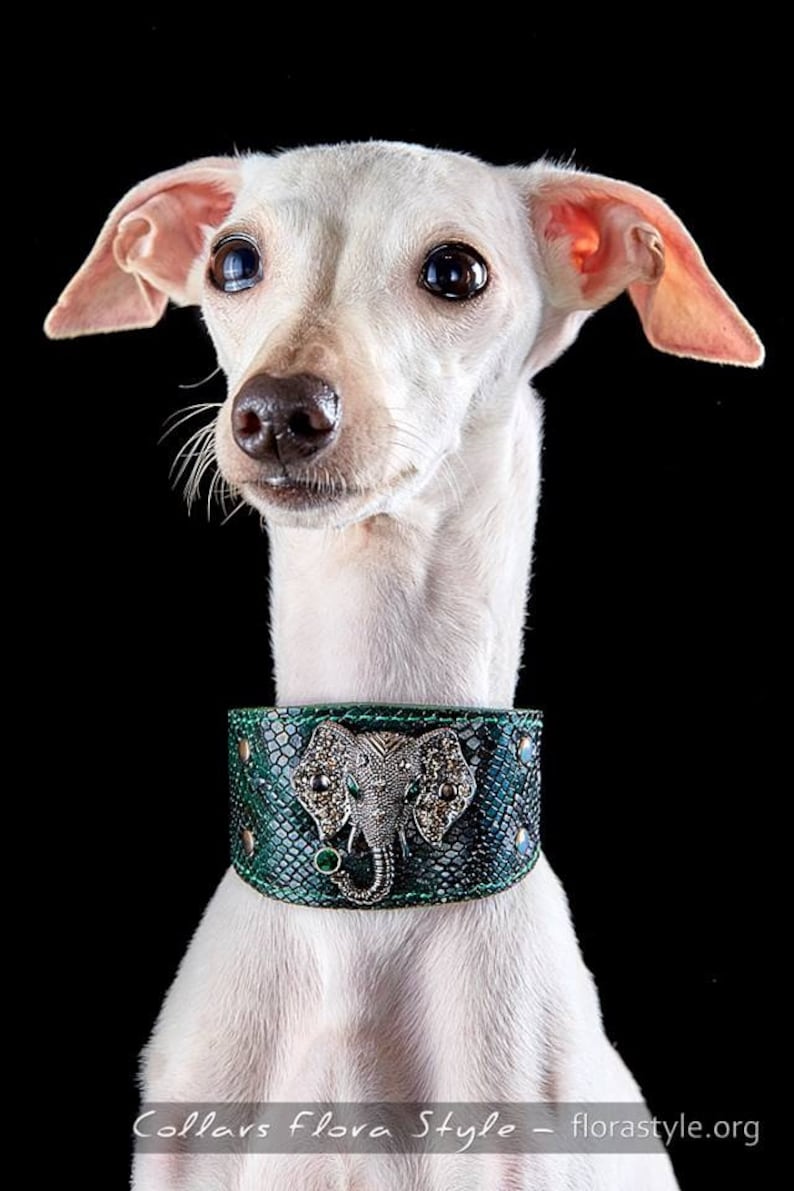 Leather Dog Collar for Italian Greyhound Piccolo levriero italiano, Sighthound, Xoloitzcuintli, Poodle, Greyhound, Saluki, Galgo, Whippet image 1