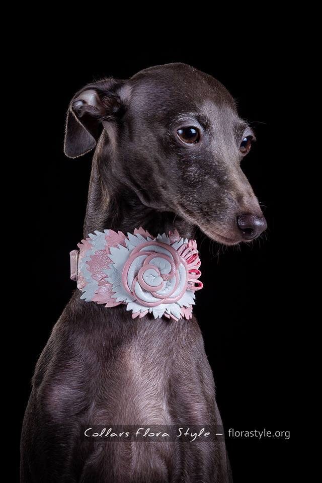 designer whippet collars