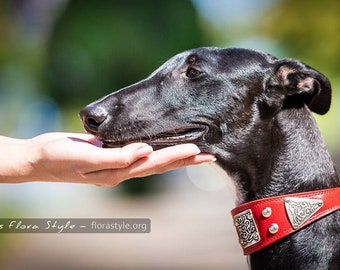 Luxus Leder Hundehalsband für Windhund, Windhund, Afghan Hound, Saluki, Galgo, Whippet