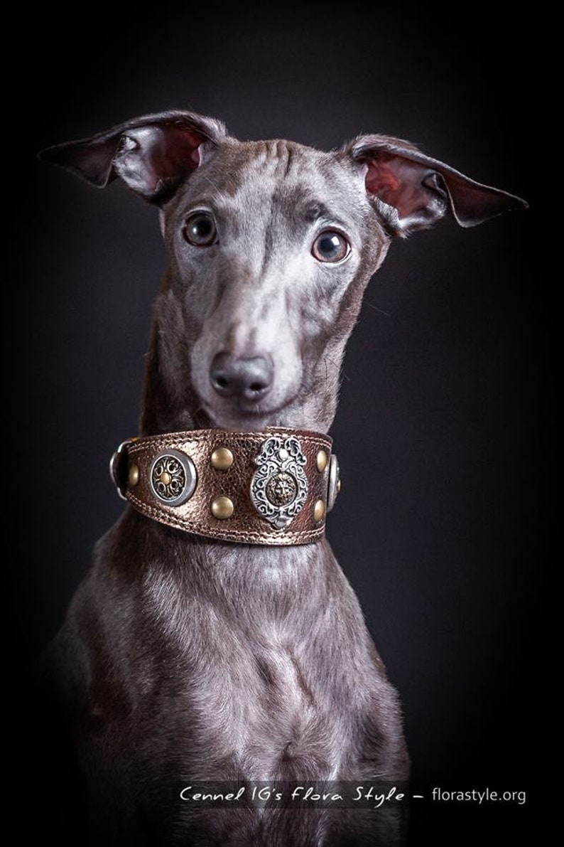 Leather Dog Collar for Italian Greyhound piccolo Levriero Etsy