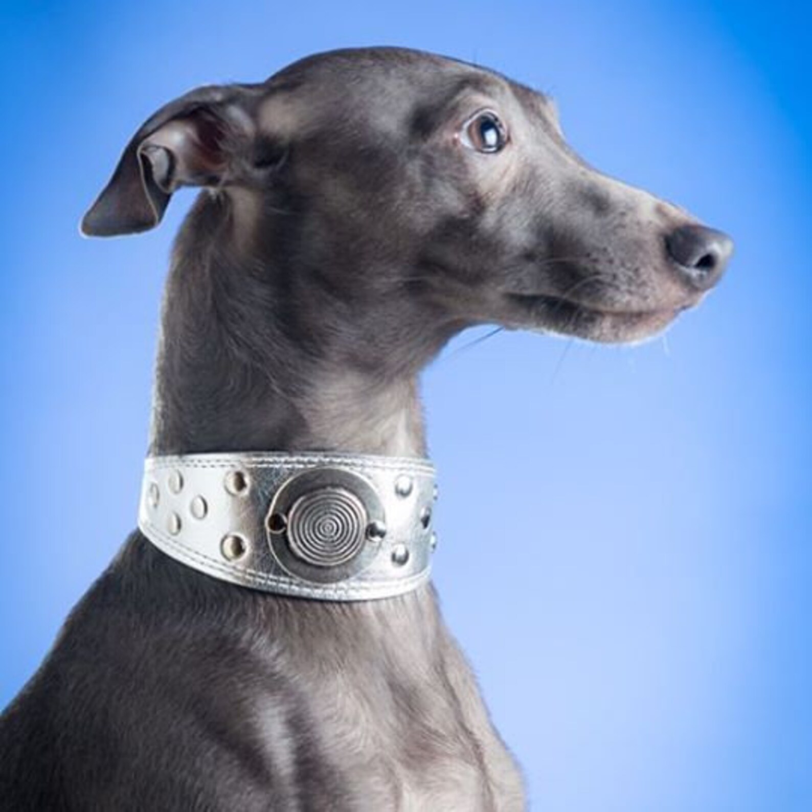 Silver Dog Collar Leather Dog Collar for Italian Greyhound Etsy