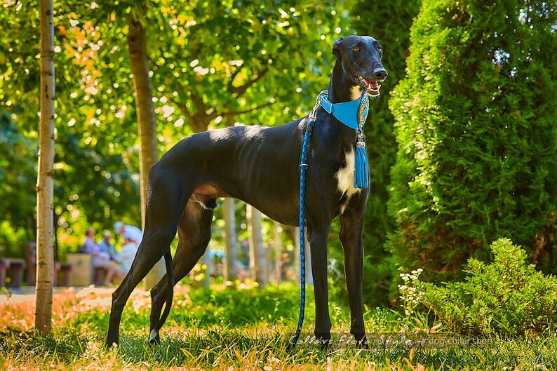 Galgo Borzoi dog Afghan Hound collar Greyhound Saluki collar Lurcher collar Azawakh collar Leather dog collar for Sighthound