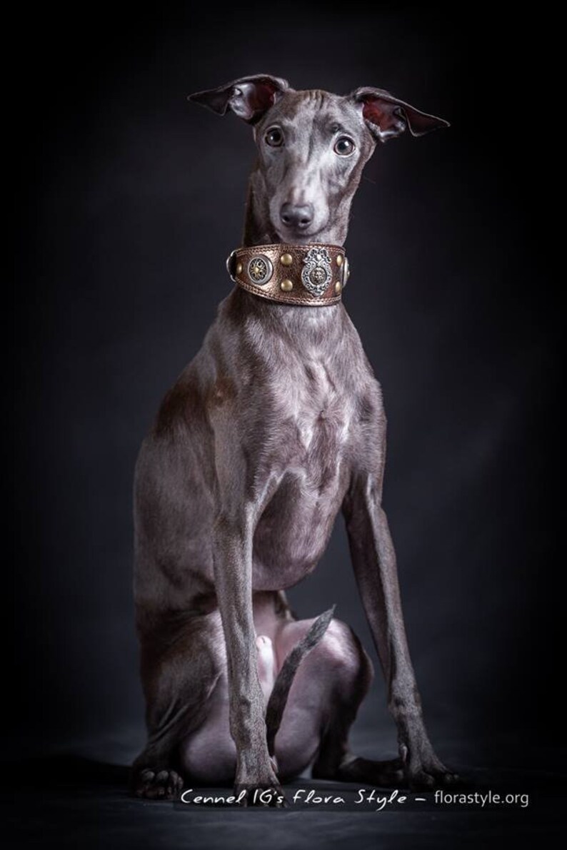 Leather Dog Collar for Italian Greyhound piccolo Levriero Etsy