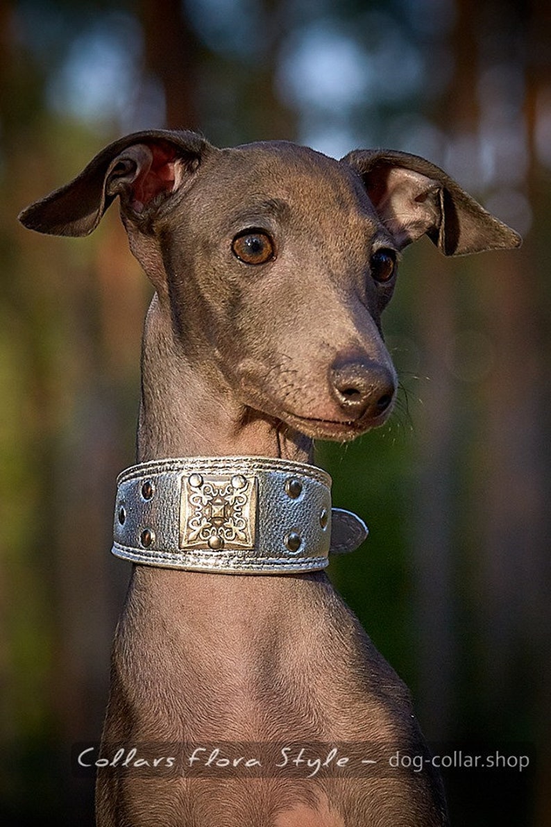 Luxury Leather Dog Collar for Italian Greyhound Sighthound Etsy