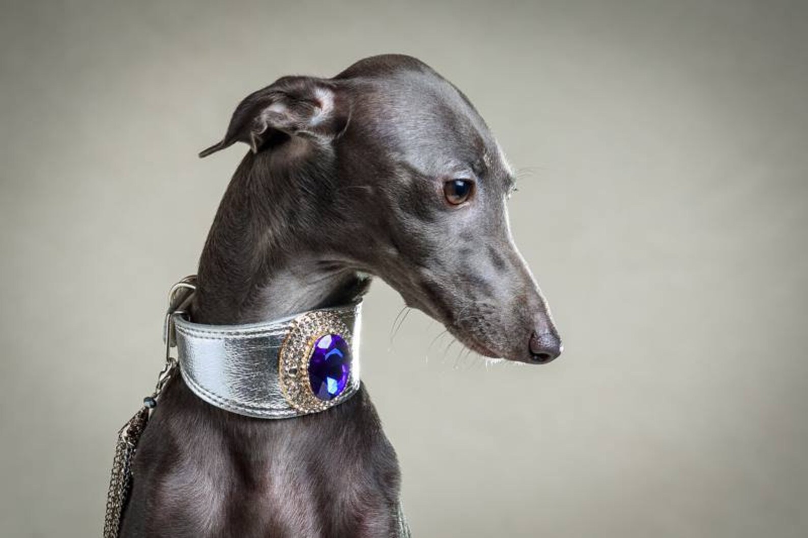 Luxury Leather Dog Collar for Italian Greyhound Sighthound Etsy